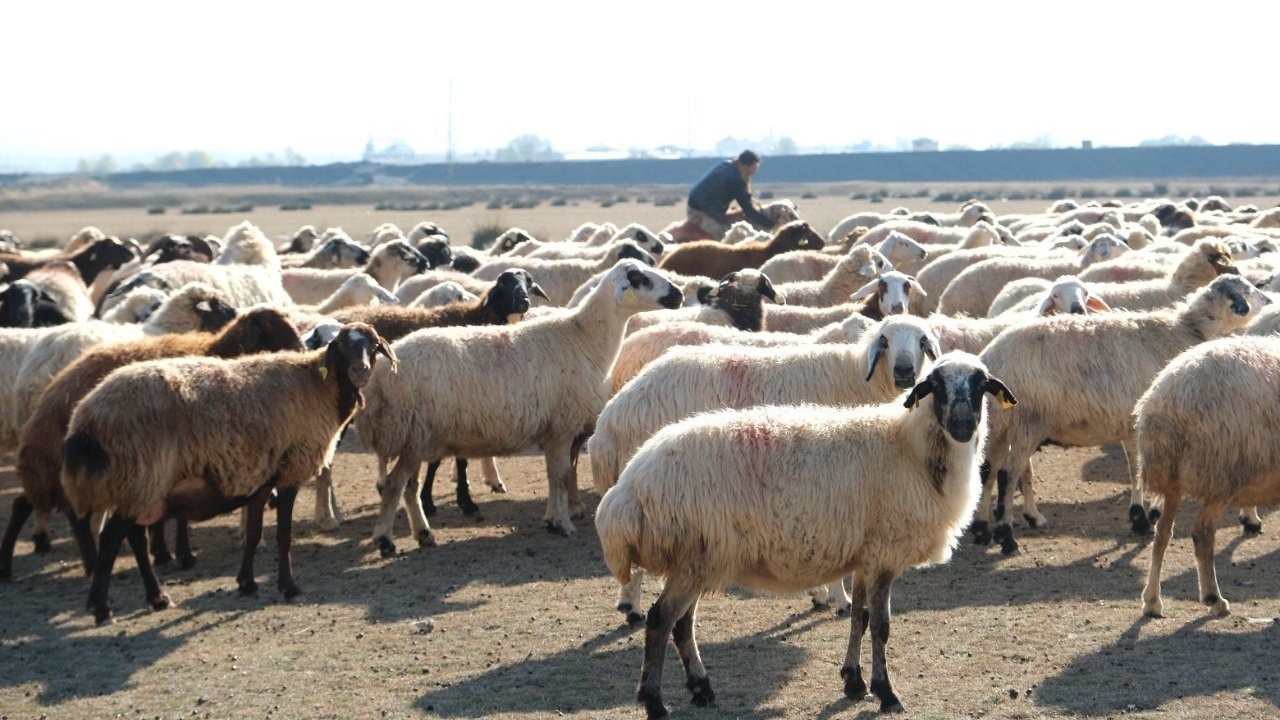 Erzincan’da sürüler merada