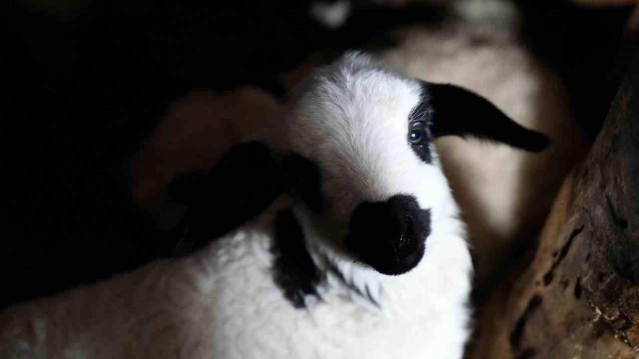 Erzincan’da yılın son kuzuları üreticilerin yüzünü güldürdü