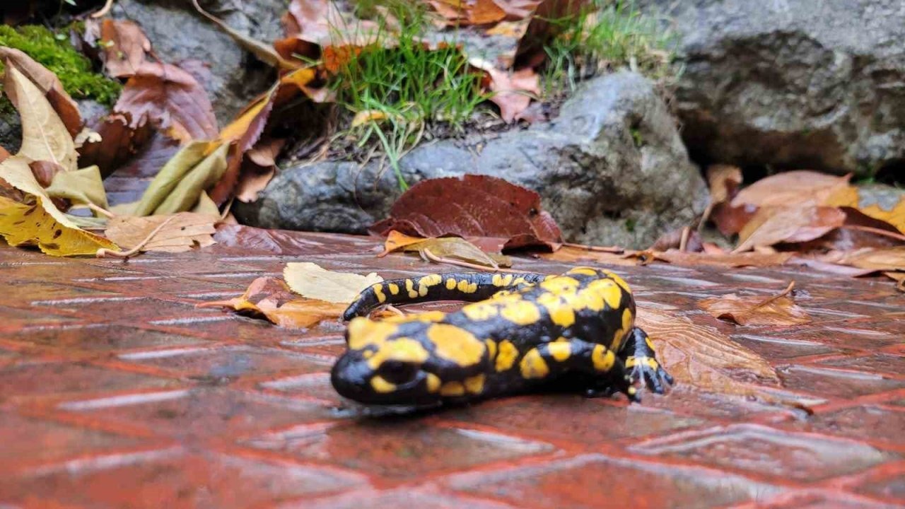Koruma altındaki ’Benekli Semenderler’ Kemaliye’de görüntülendi