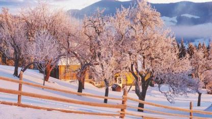 Kış aylarında yapılan bu hata ağaçların sessizce kurumasına yol açıyor