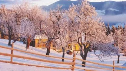 Kış aylarında yapılan bu hata ağaçların sessizce kurumasına yol açıyor