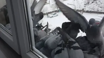 Bayburt’ta dondurucu soğuk: Güvercinler yem bulmak için pencerelere akın etti