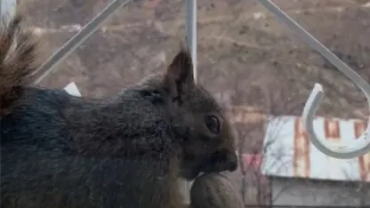 Aç kalan sincaplar pencerelere misafir oluyor