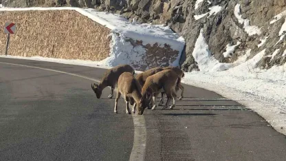 Doğanın gizemli misafirleri sahneye çıktı: Dağ keçileri sarp yamaçlardan yola indi