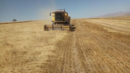 Besici ve yetiştiricilere yemlik arpa satışı yapılacak