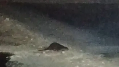 Buz tutan Çoruh’ta su samuru heyecanı