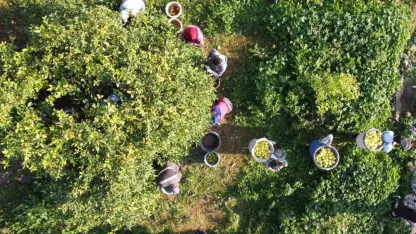 Tarım-ÜFE yıllık yüzde 36,01 arttı