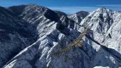 Erzurum’da sakallı akbaba dron ile görüntülendi