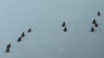 Erzincan’da keklik ve tavşan avı yasaklandı