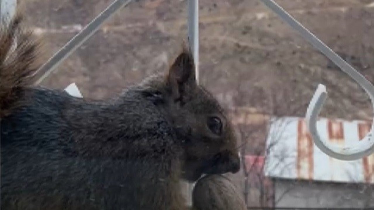 Aç kalan sincaplar pencerelere misafir oluyor