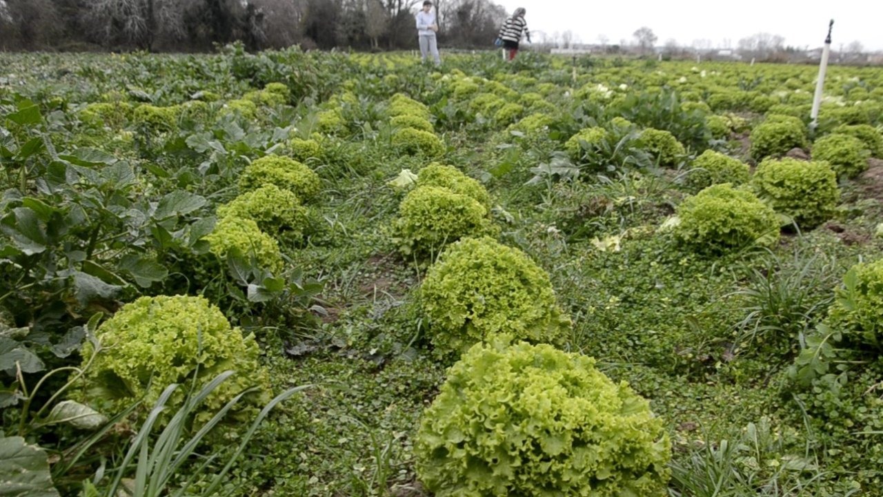 Bafra Ovası’nda 570 dekar alanda marul üretimi