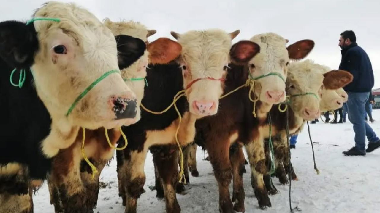 Canlı Hayvan Pazarı bu hafta kapalı