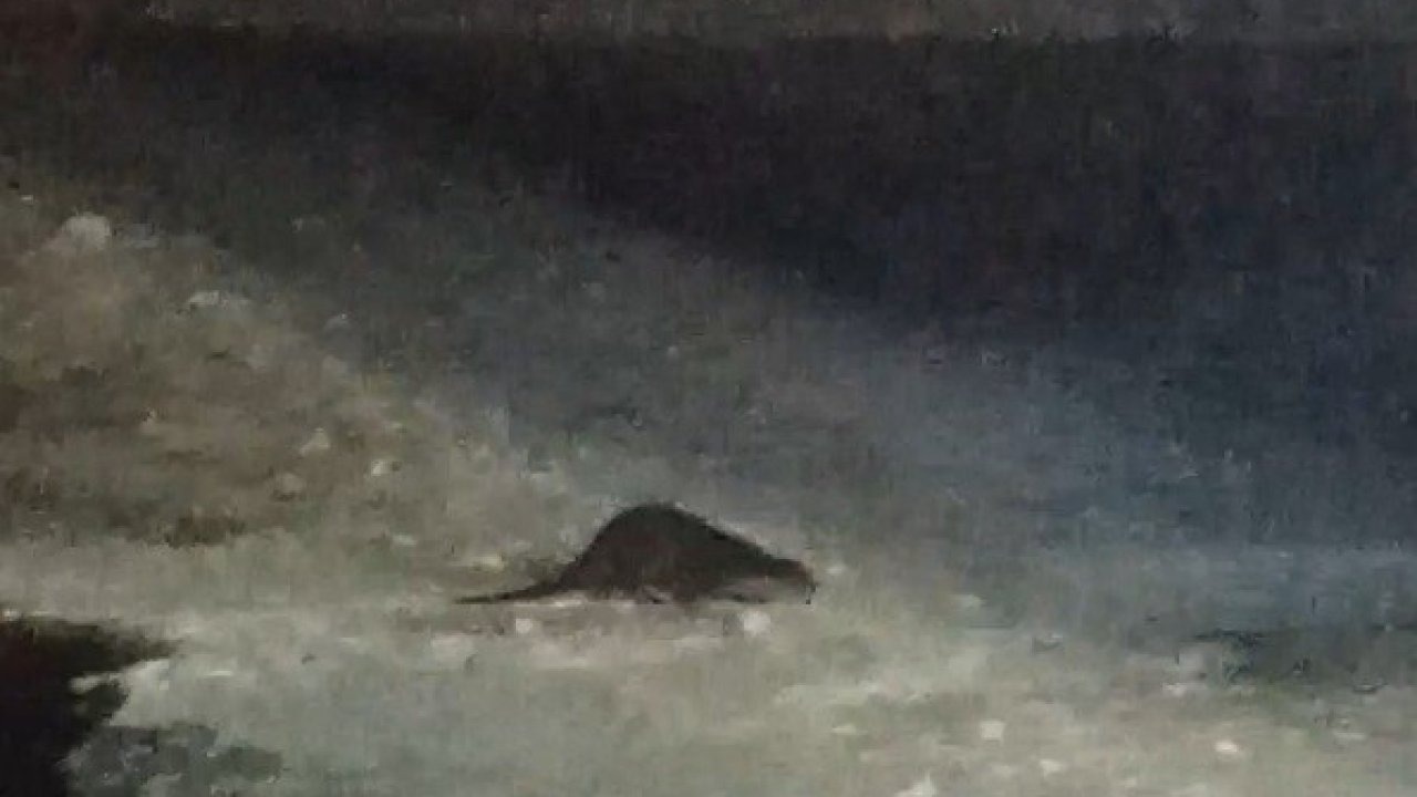 Buz tutan Çoruh’ta su samuru heyecanı