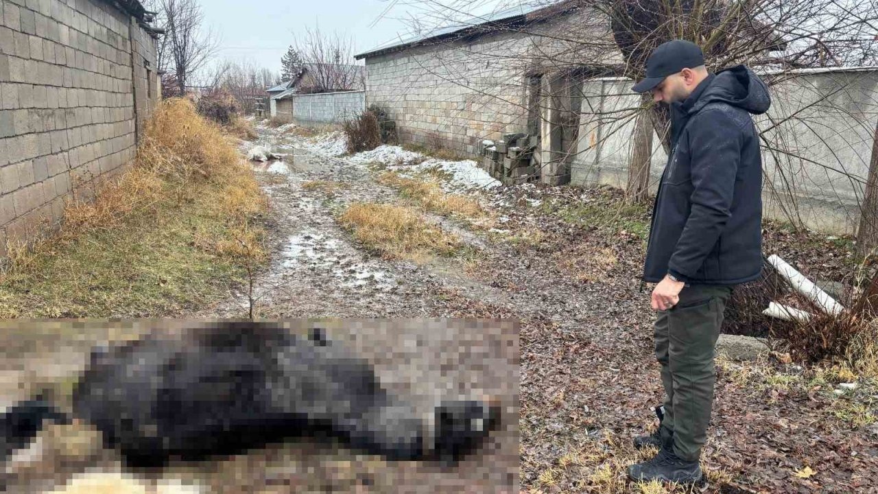 Erzincan’da at ve eşek silahla katledildi