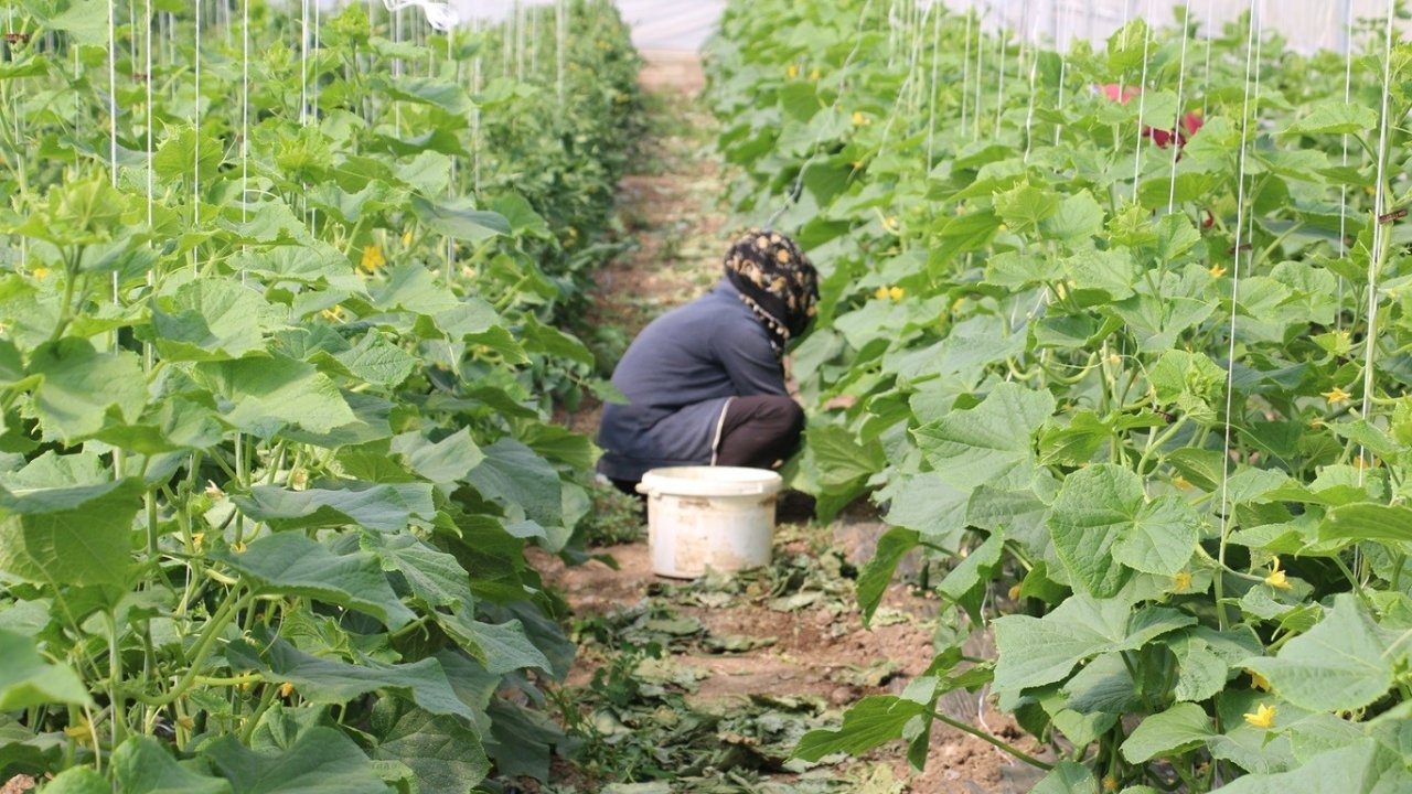 Erzincan’da kadın çiftçilere yüzde 50 hibeli sera desteği