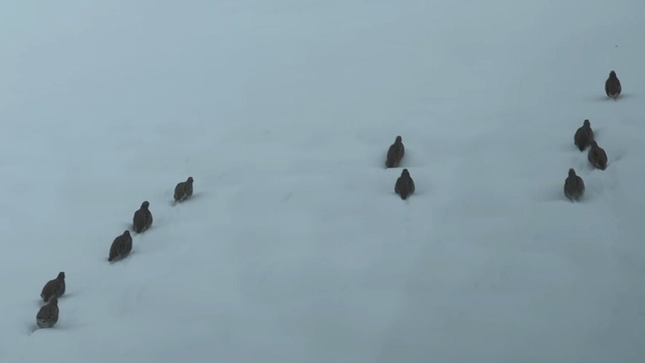 Erzincan’da keklik ve tavşan avı yasaklandı