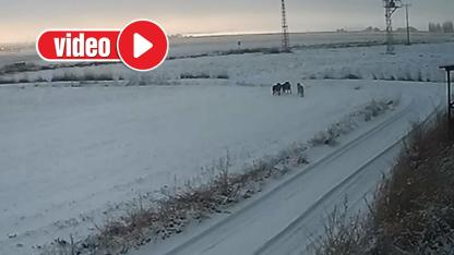 Kurt saldırısı kamerada!