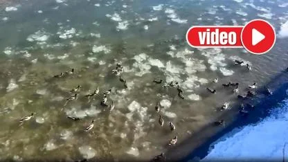 Buzların arasında yiyecek telaşı