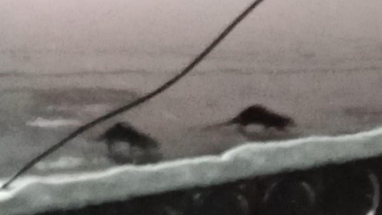 Su samuru bu kez eşiyle birlikte görüntülendi