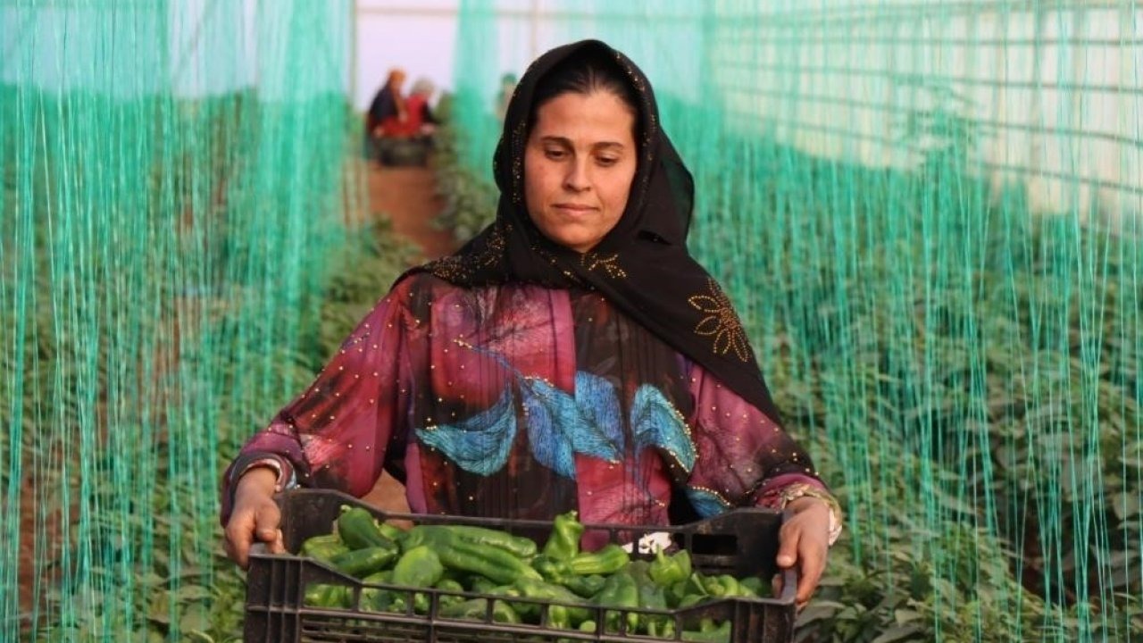 Tarım-GFE yıllık yüzde 34,24 arttı