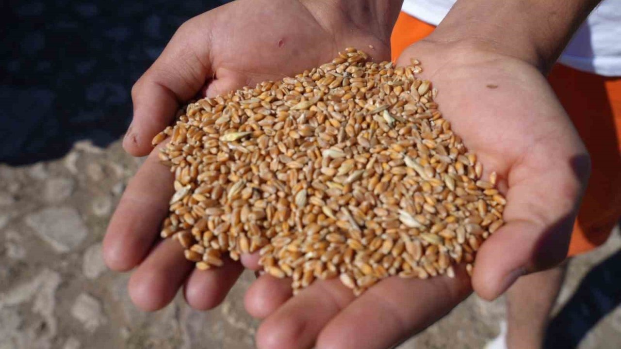 Üreticilere 67 bin 294 çuval yem desteği verilecek