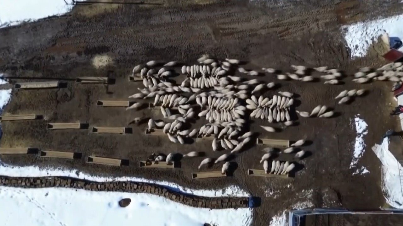 50 milyon liralık yem desteği 2 bin 601 işletmeye ulaştı