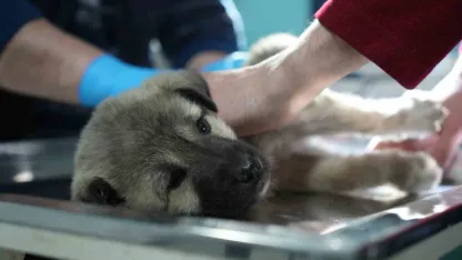 Yol kenarındaki çaresizliğe tır şoförü 'dur' dedi!