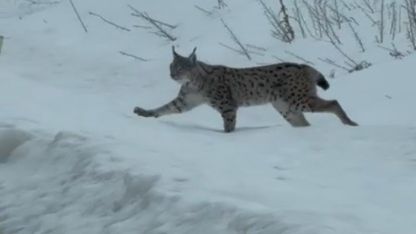 Nesli tükenme tehlikesi altında! Bayburt kırsalında görüldü