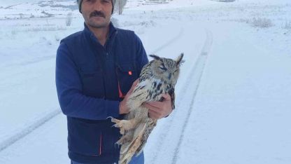 Yaralı halde bulunan puhu kuduz çıktı!