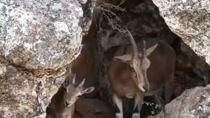 Erzincan’da dağ keçileri drone kamerasına yansıdı