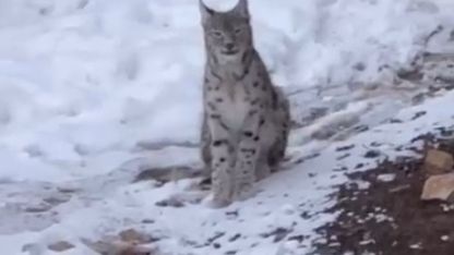 Şiran’da yerleşim alanında vaşak görüntülendi