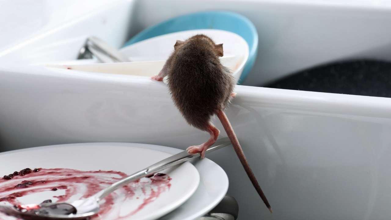 Evde fare olduğunu gösteren 5 belirti! Gece duyduğunuz o ses boşuna değil