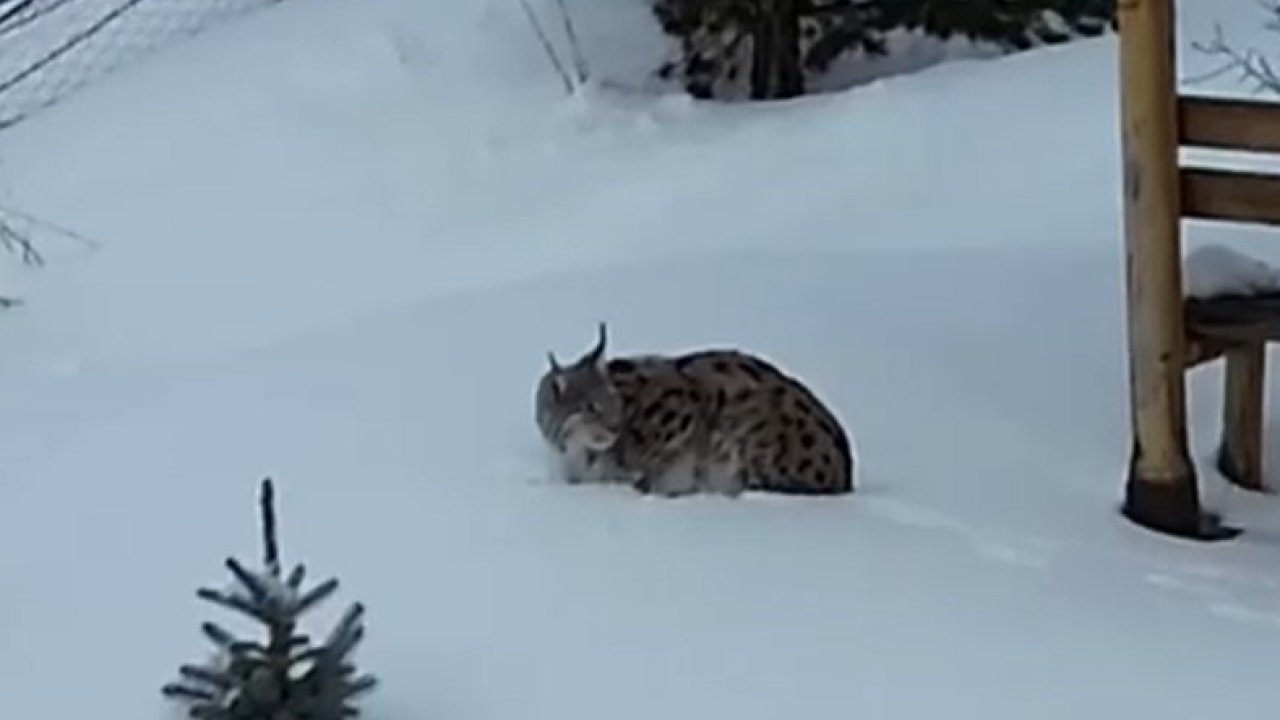 Gümüşhane’de bir evin bahçesinde vaşak görüntülendi