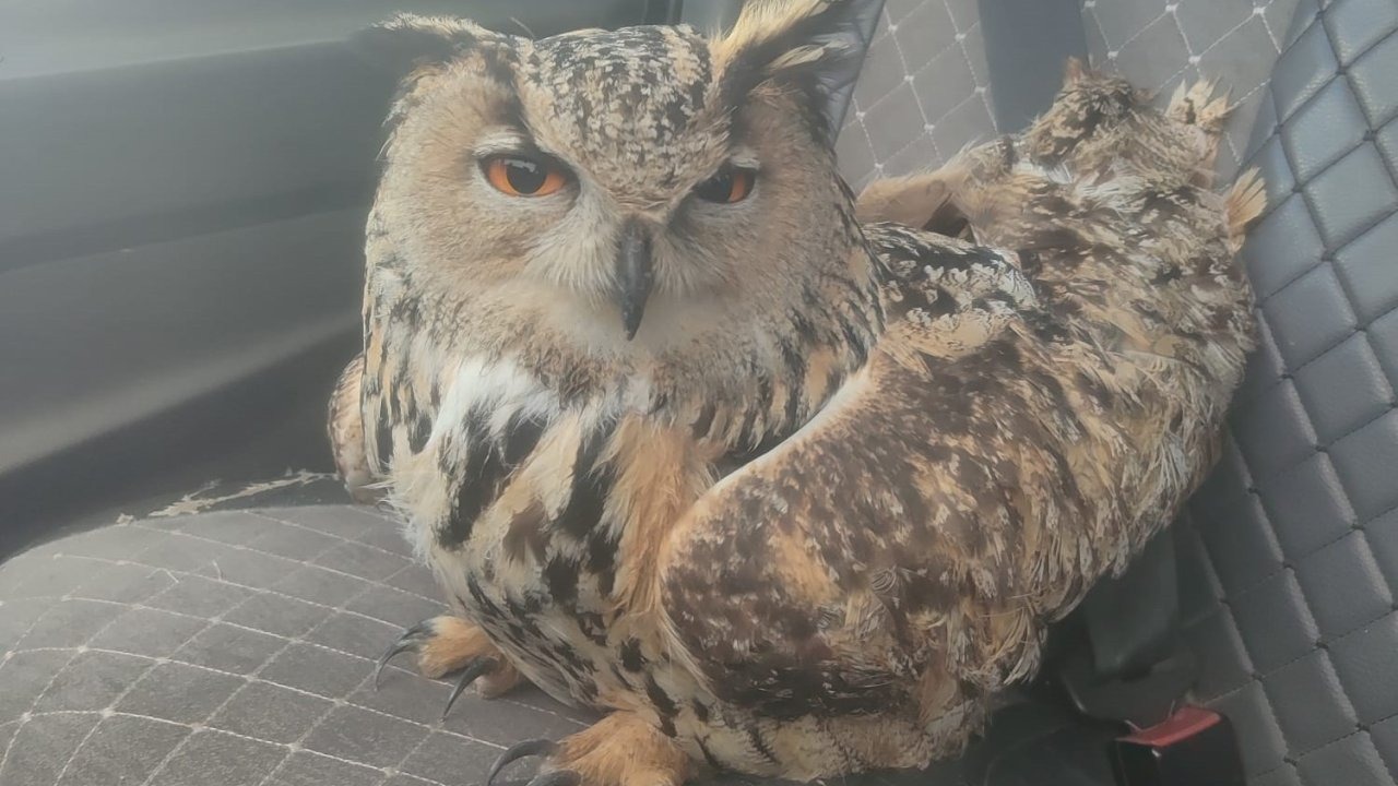 Kuduz sanılmıştı, meğer mantar enfeksiyonuymuş