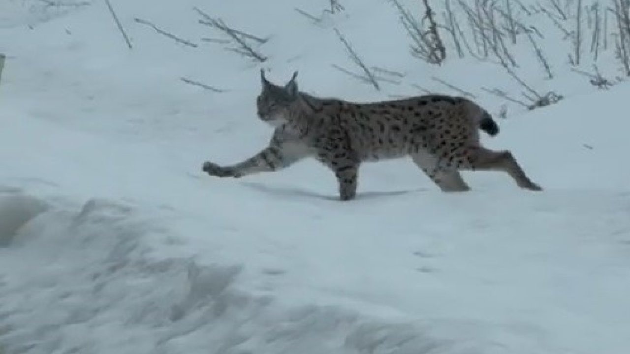 Nesli tükenme tehlikesi altında! Bayburt kırsalında görüldü