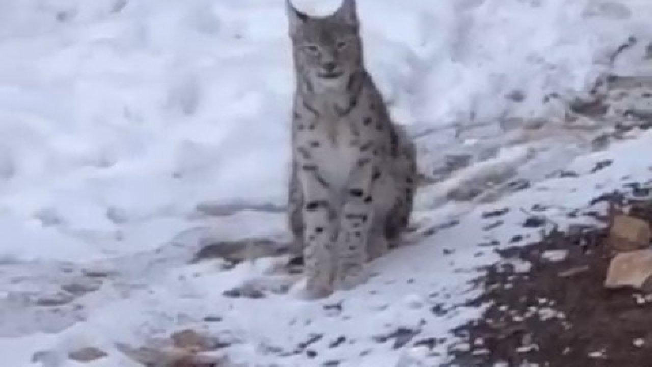 Şiran’da yerleşim alanında vaşak görüntülendi