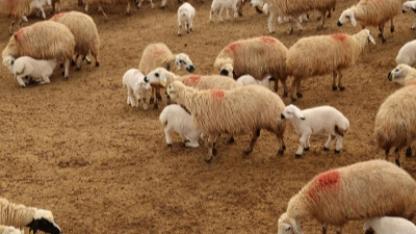 Üreticiye dev destek: 150 bin küçükbaş hayvan dağıtılacak!