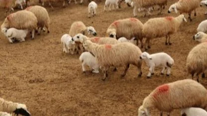 Üreticiye dev destek: 150 bin küçükbaş hayvan dağıtılacak!
