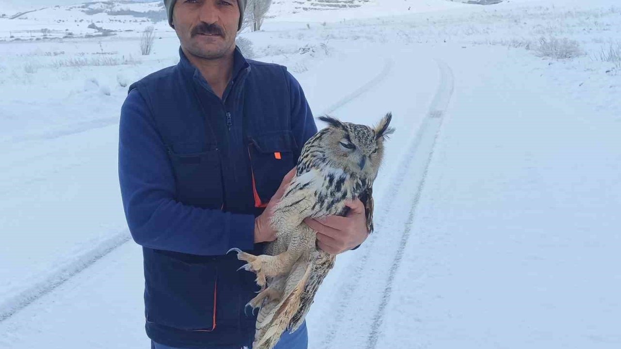 Yaralı halde bulunan puhu kuduz çıktı!