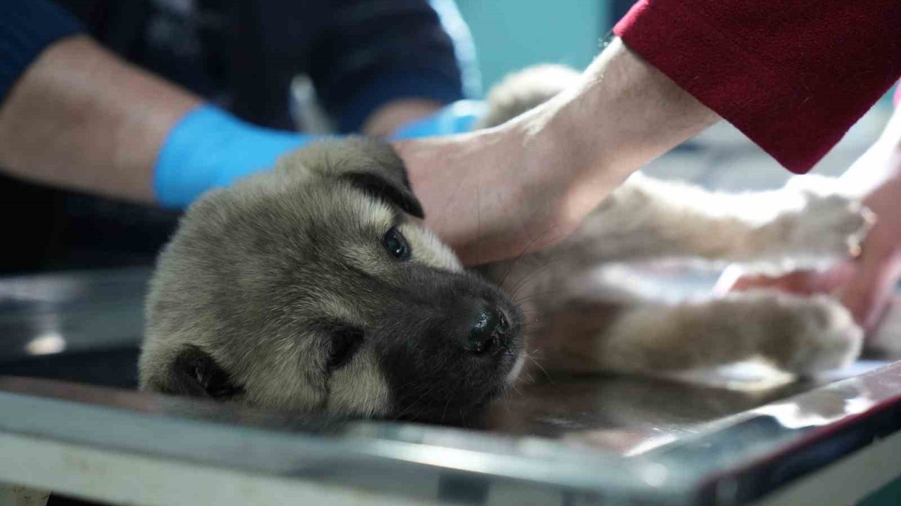 Yol kenarındaki çaresizliğe tır şoförü 'dur' dedi!
