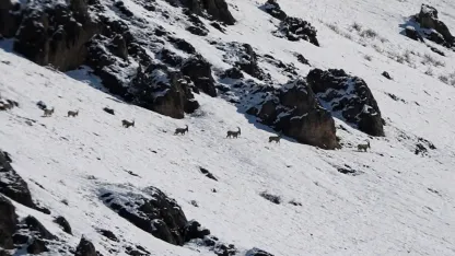 Munzur Dağları’nda yaban keçileri karlı zirvelerde görüntülendi