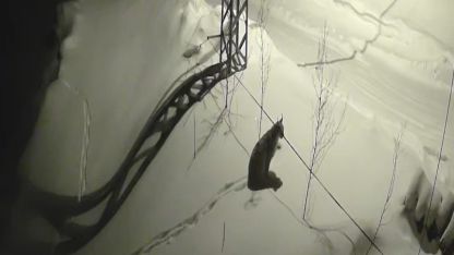 Köye inen vaşak güvenlik kamerasında: Yol kenarında durup çevreyi izledi