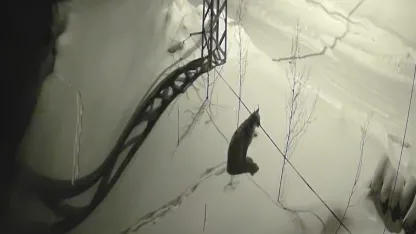 Köye inen vaşak güvenlik kamerasında: Yol kenarında durup çevreyi izledi