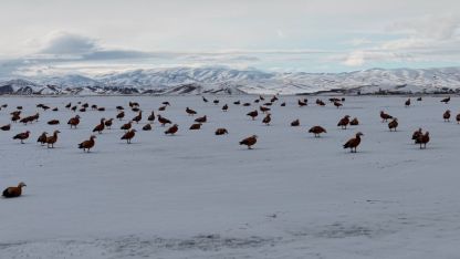 Angut kuşlarının belgesel tadında göçü