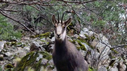 Türkiye’de en düşük rakımda sadece Gümüşhane’de görülüyor