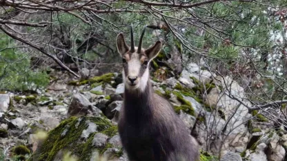 Türkiye’de en düşük rakımda sadece Gümüşhane’de görülüyor