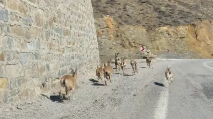 Gümüşhane’de yaban keçileri yavrularıyla birlikte görüntülendi