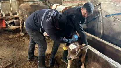 Şap, brusella aşılamaları ve küpeleme çalışmaları sürüyor