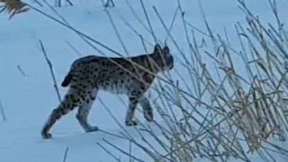 Karlı arazide görülen vaşak vatandaşları heyecanlandırdı