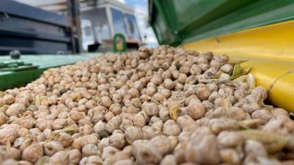 Üreticilere yüzde 75 hibeli nohut tohumu desteği